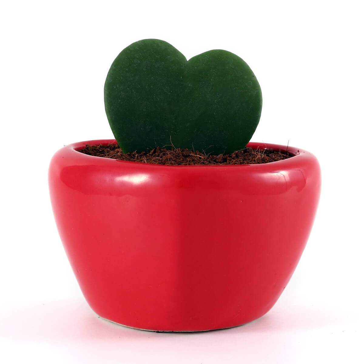 Love Heart Hoya – Sweetheart Plant in Red Decorative Planter
