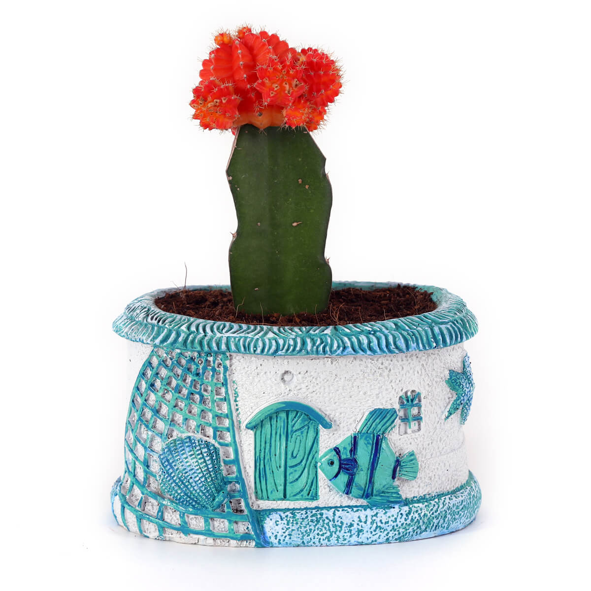 Red Moon Cactus in Coastal Fish & Seashell Designer Planter