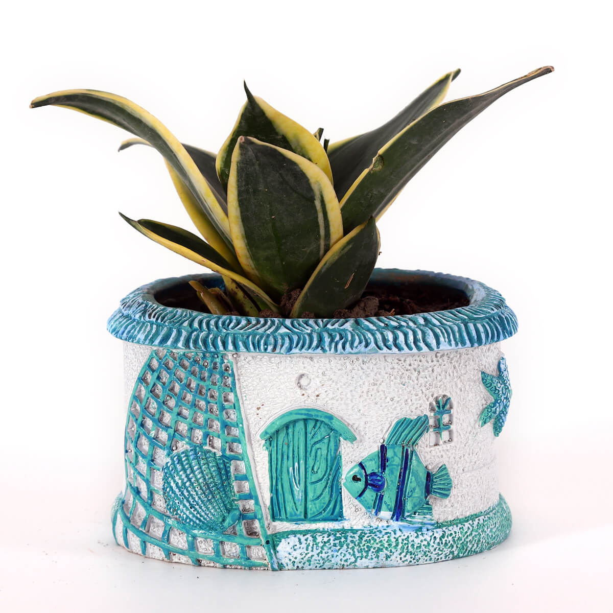 Golden Hahnii Snake Plant in Coastal Fish & Seashell Designer Planter